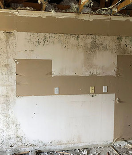 Mold Remediation